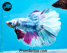 Load image into Gallery viewer, Purple Marble Halfmoon Male
