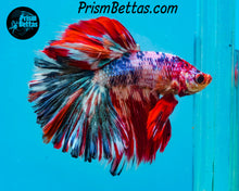 Load image into Gallery viewer, Marble Halfmoon Male