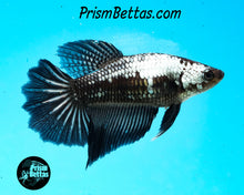 Load image into Gallery viewer, Black Dragon Halfmoon Female