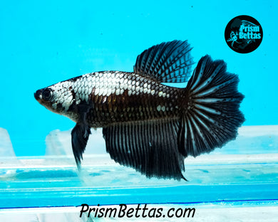 Black Dragon Halfmoon Female