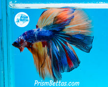 Load image into Gallery viewer, Rainbow Marble Halfmoon Male