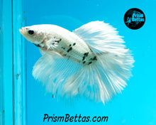 Load image into Gallery viewer, Platinum Marble Halfmoon Male