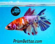 Load image into Gallery viewer, Marble Halfmoon Female Buy 4 Get 1 Free