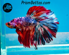 Load image into Gallery viewer, Marble Halfmoon Male