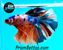 Load image into Gallery viewer, Rainbow Marble Halfmoon Male