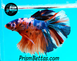 Rainbow Marble Halfmoon Male