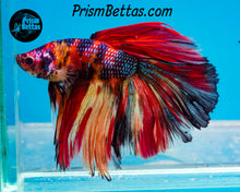 Load image into Gallery viewer, Candy Koi Halfmoon Male