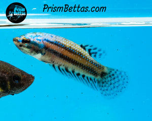 Turquoise Alien Female