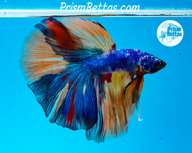 Rainbow Marble Halfmoon Male
