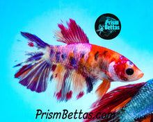 Load image into Gallery viewer, Marble Halfmoon Female Buy 4 Get 1 Free