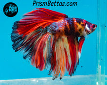 Load image into Gallery viewer, Candy Koi Halfmoon Male
