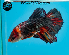 Load image into Gallery viewer, Copper Marble Halfmoon Plakat Male