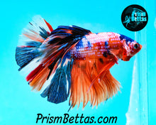 Load image into Gallery viewer, Rainbow Marble Halfmoon Male