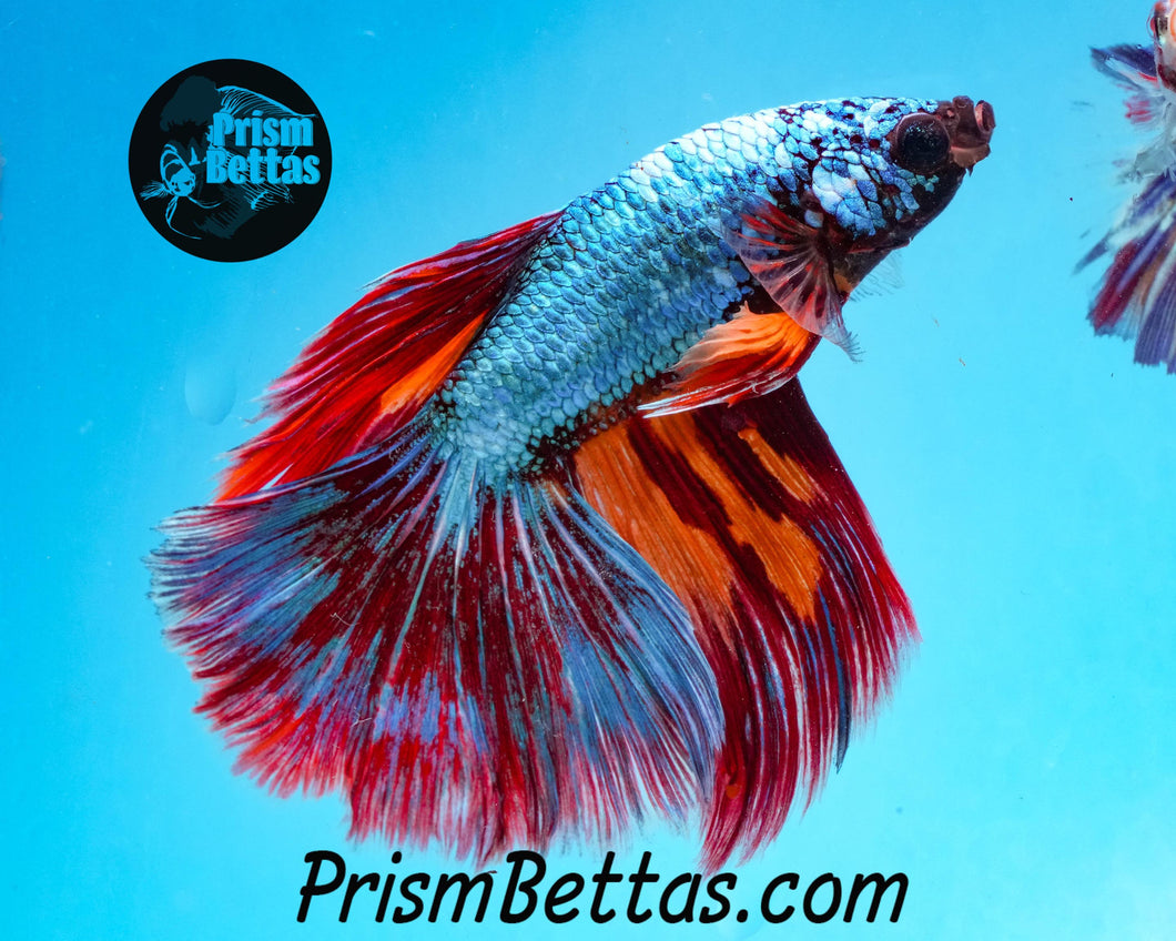 Rainbow Marble Halfmoon Male