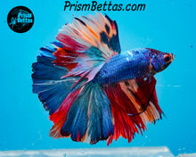 Load image into Gallery viewer, Rainbow Marble Halfmoon Male