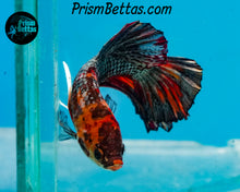 Load image into Gallery viewer, Copper Marble Halfmoon Plakat Male