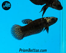 Load image into Gallery viewer, Wildtype Betta Alien Samurai Copper