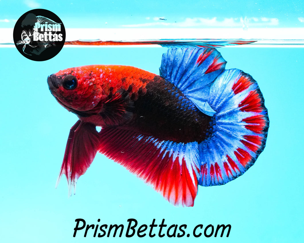 Hellboy Marble Halfmoon Plakat Male