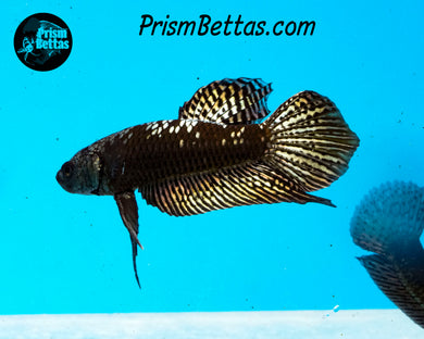 Copper Galaxy Samurai Alien Male
