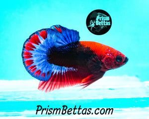 Hellboy Marble Halfmoon Plakat Male