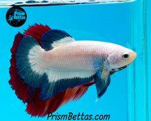 Load image into Gallery viewer, Blue Rim Halfmoon Plakat Male