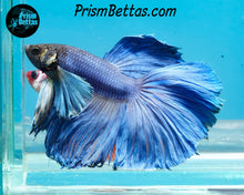 Load image into Gallery viewer, Blue Dumbo Halfmoon Male