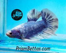 Load image into Gallery viewer, Blue Grizzle Halfmoon Plakat Male