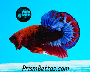 Hellboy Marble Halfmoon Plakat Male