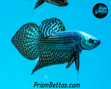 Load image into Gallery viewer, Turquoise Alien Male