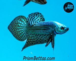 Turquoise Alien Male