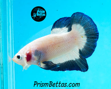 Blue Rim Halfmoon Plakat Male