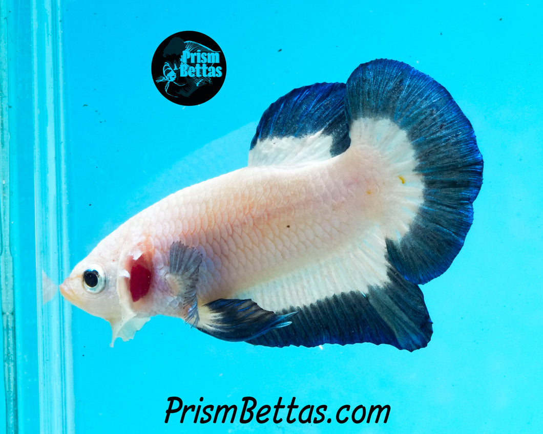 Blue Rim Halfmoon Plakat Male