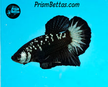 Load image into Gallery viewer, Copper Blackstar Halfmoon Plakat Male