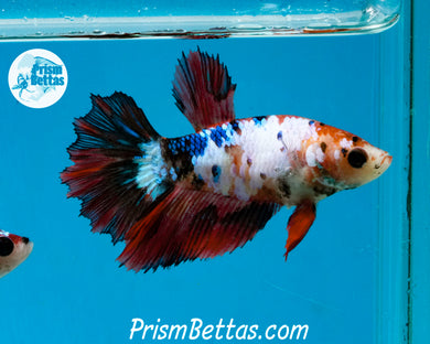 Marble Halfmoon Female