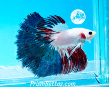 Load image into Gallery viewer, Marble Halfmoon Male