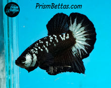 Load image into Gallery viewer, Copper Blackstar Halfmoon Plakat Male