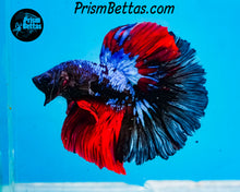 Load image into Gallery viewer, Blacklight Marble Halfmoon Male