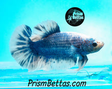 Load image into Gallery viewer, Blue Grizzle Halfmoon Plakat Male