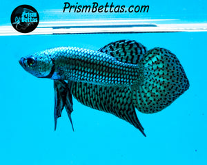 Turquoise Alien Male