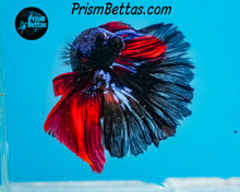 Load image into Gallery viewer, Blacklight Marble Halfmoon Male