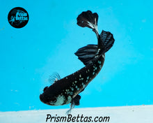 Load image into Gallery viewer, Copper Blackstar Halfmoon Plakat Male