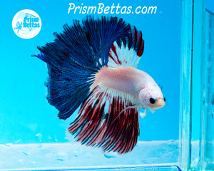 Marble Halfmoon Male