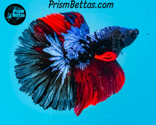 Load image into Gallery viewer, Blacklight Marble Halfmoon Male