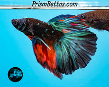 Load image into Gallery viewer, Candy Blackstar Marble Halfmoon Male