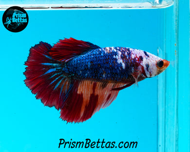 Rainbow Marble Halfmoon Female