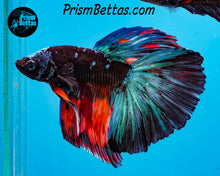 Load image into Gallery viewer, Candy Blackstar Marble Halfmoon Male