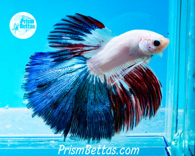 Marble Halfmoon Male