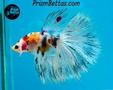 Load image into Gallery viewer, Candy Koi Halfmoon Male