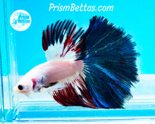 Load image into Gallery viewer, Marble Halfmoon Male