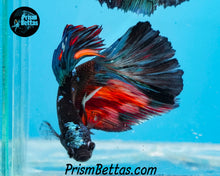 Load image into Gallery viewer, Candy Blackstar Marble Halfmoon Male